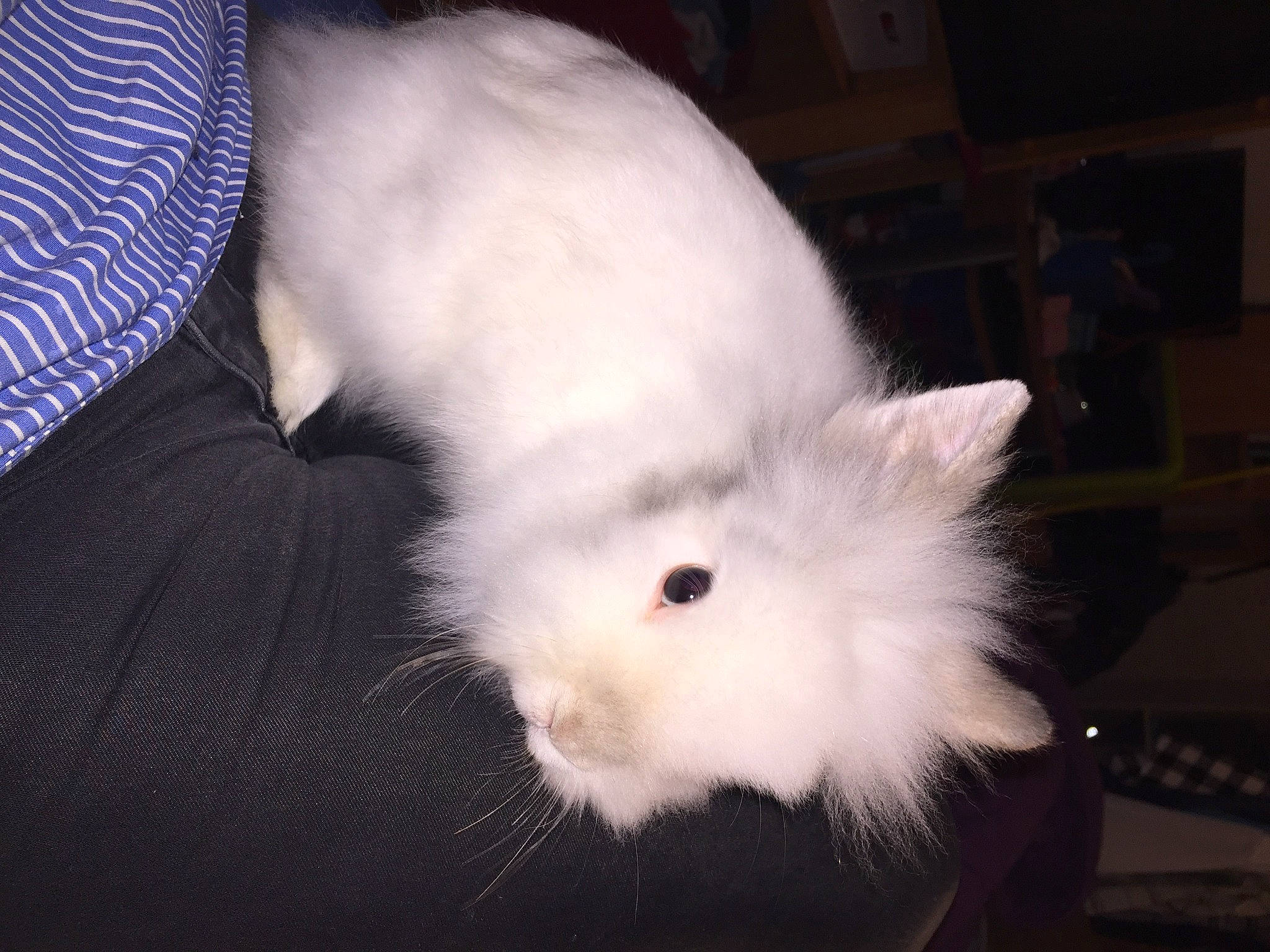 Benis participe au concours pour gagner de l'argent avec cette photo : angora_rabbit, cat, domestic_rabbit, ear, fur, rabbit, rabbits_and_hares, tail, turkish_angora, whiskers