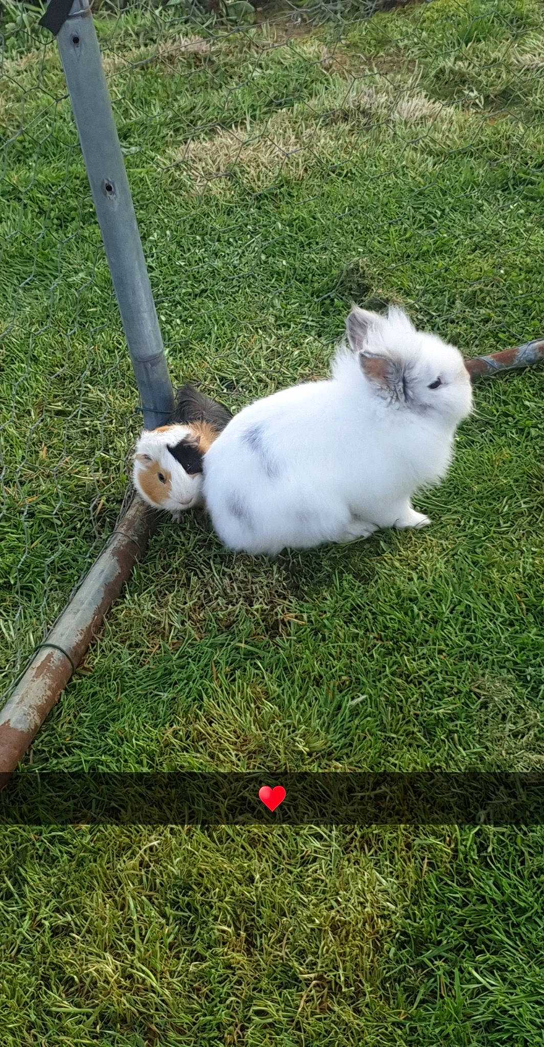 Benis a rejoint le concours — aidez-le/la à gagner de superbes lots ! cat, domestic_rabbit, felidae, grass, rabbit, rabbits_and_hares, tail
