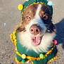 dog, animal, pet, costume, green, pom_poms, golden_tinsel, smiling, happy, outdoor, concrete, festive, holiday, cute, close_up, face, tongue_out, sparkles, decorations, celebration