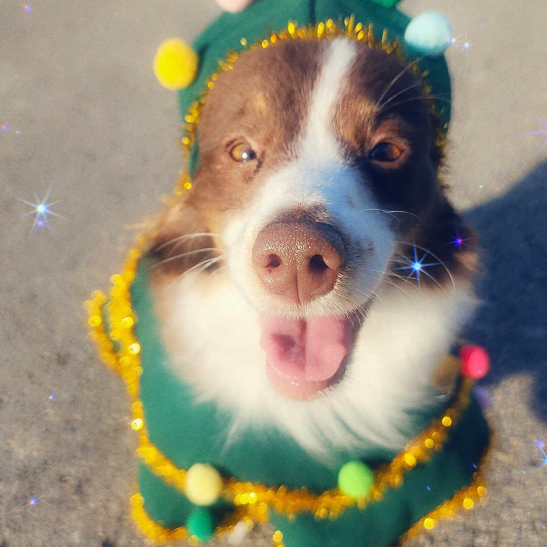Angel is registered to the contest to win money with this photo: animal, celebration, close_up, concrete, costume, cute, decorations, dog, face, festive, golden_tinsel, green, happy, holiday, outdoor, pet, pom_poms, smiling, sparkles, tongue_out