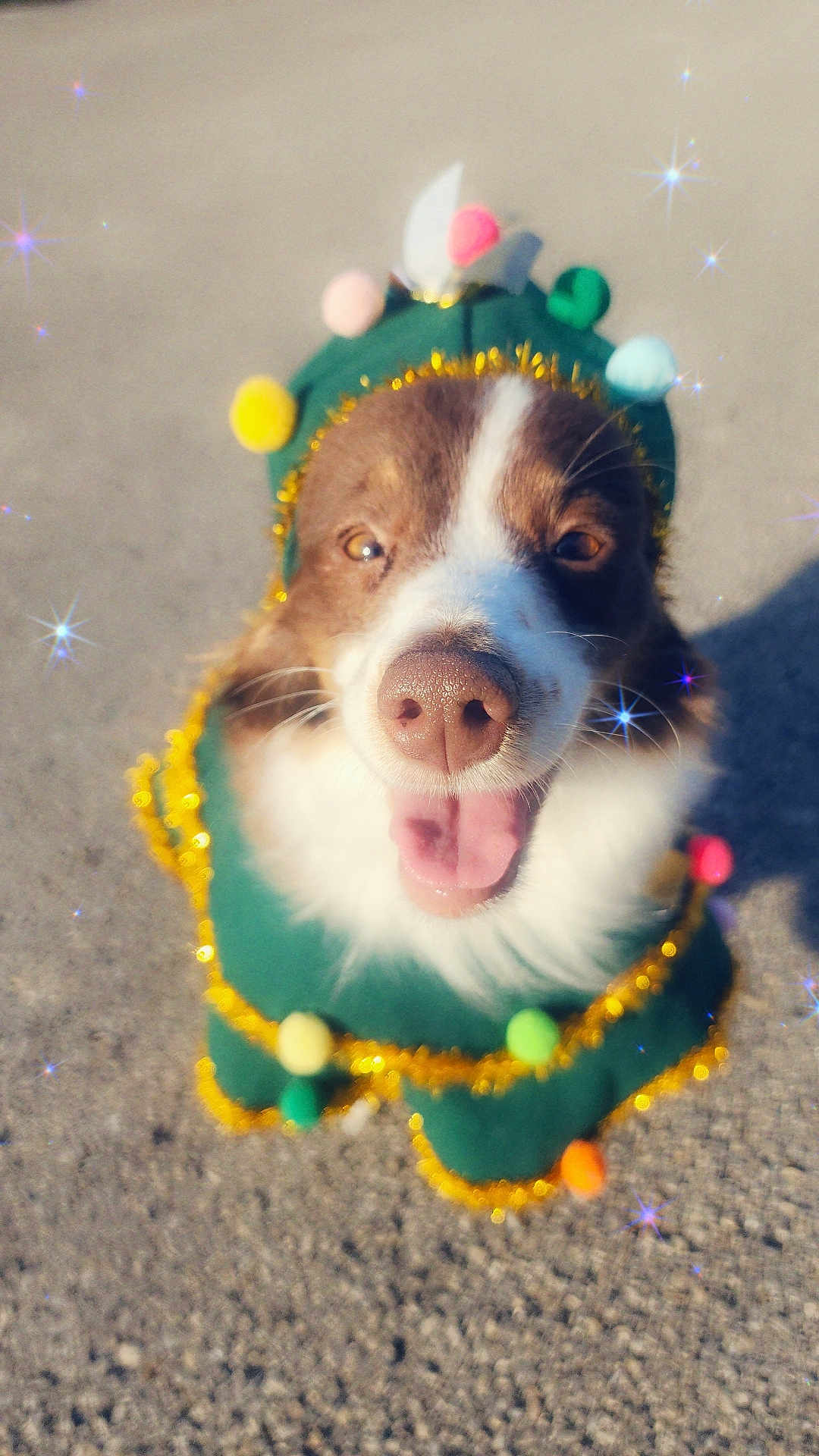 Angel is registered to the contest to win money with this photo: dog, animal, pet, costume, green, pom_poms, golden_tinsel, smiling, happy, outdoor, concrete, festive, holiday, cute, close_up, face, tongue_out, sparkles, decorations, celebration