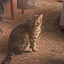 cat, tabby_cat, indoor, carpet, furniture, pet_supplies, floor, animal, mammal, sitting, brown, curious, furry, domestic_animal, whiskers, tail, ears, side_view, quiet, home