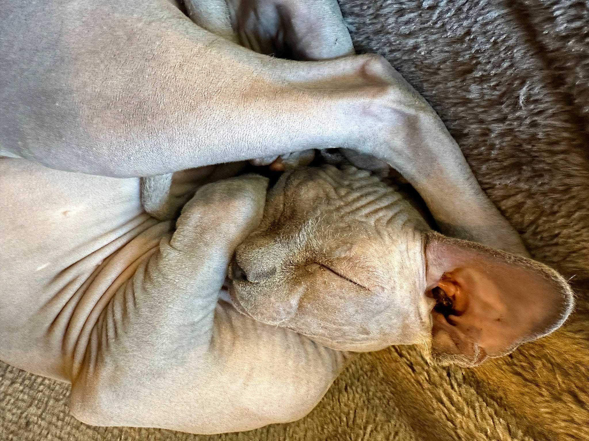Edgar joined the competition — help win amazing prizes! claw, close_up, comfort, dog, dog_breed, fawn, foot, fur, gesture, human_leg, liver, nail, natural_material, paw, snout, sporting_group, terrestrial_animal, wood, working_animal, wrinkle