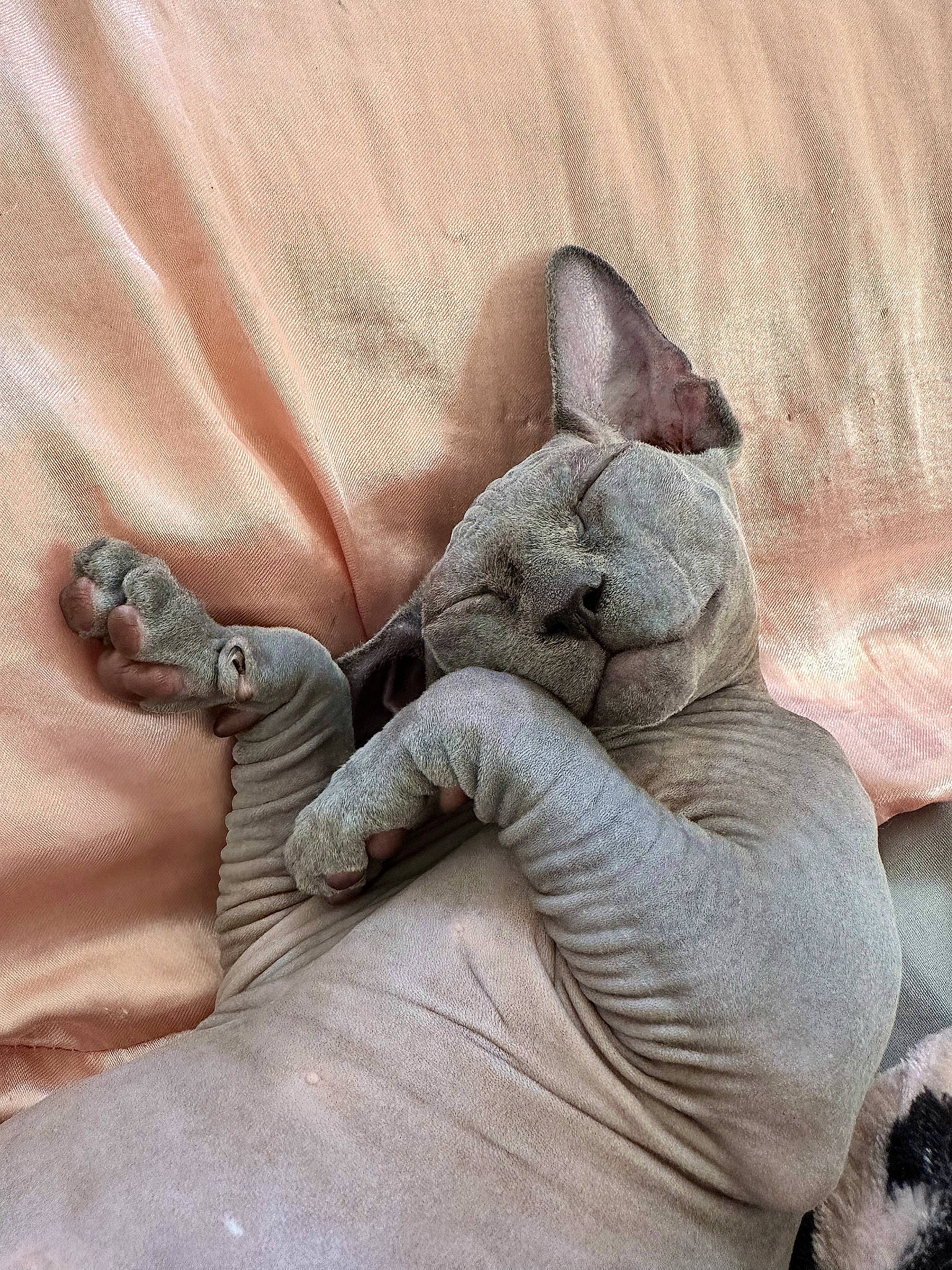 Edgar joined the competition — help win amazing prizes! carnivore, cat, comfort, domestic_short_haired_cat, fawn, felidae, foot, fur, gesture, grey, human_leg, linens, nap, paw, small_to_medium_sized_cats, snout, tail, terrestrial_animal, whiskers, wrinkle