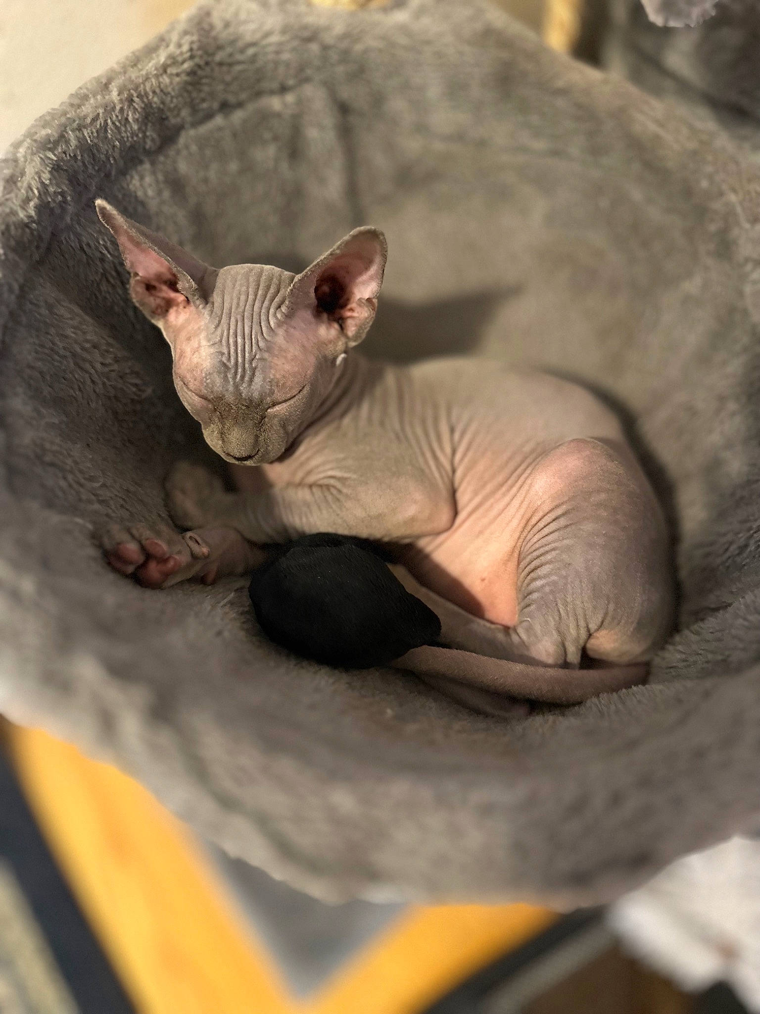 Edgar joined the competition — help win amazing prizes! bat, carnivore, claw, comfort, donskoy, fawn, felidae, macro_photography, mouse_eared_bat, plant_stem, snout, terrestrial_animal, terrestrial_plant, whiskers, wildlife, wrinkle