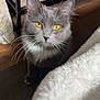 cat, gray_cat, yellow_eyes, whiskers, indoor, wooden_floor, blanket, books, table, feline, pet, curious, close_up, fur, domestic_animal, household, cute, animal, mammal, whiskers_long