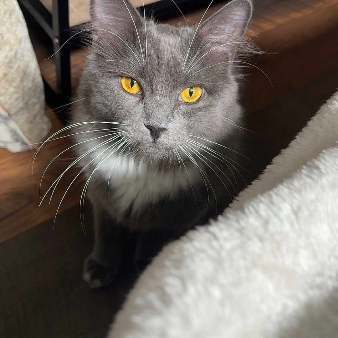 Smokey joined the competition — help win amazing prizes! animal, blanket, books, cat, close_up, curious, cute, domestic_animal, feline, fur, gray_cat, household, indoor, mammal, pet, table, whiskers, whiskers_long, wooden_floor, yellow_eyes