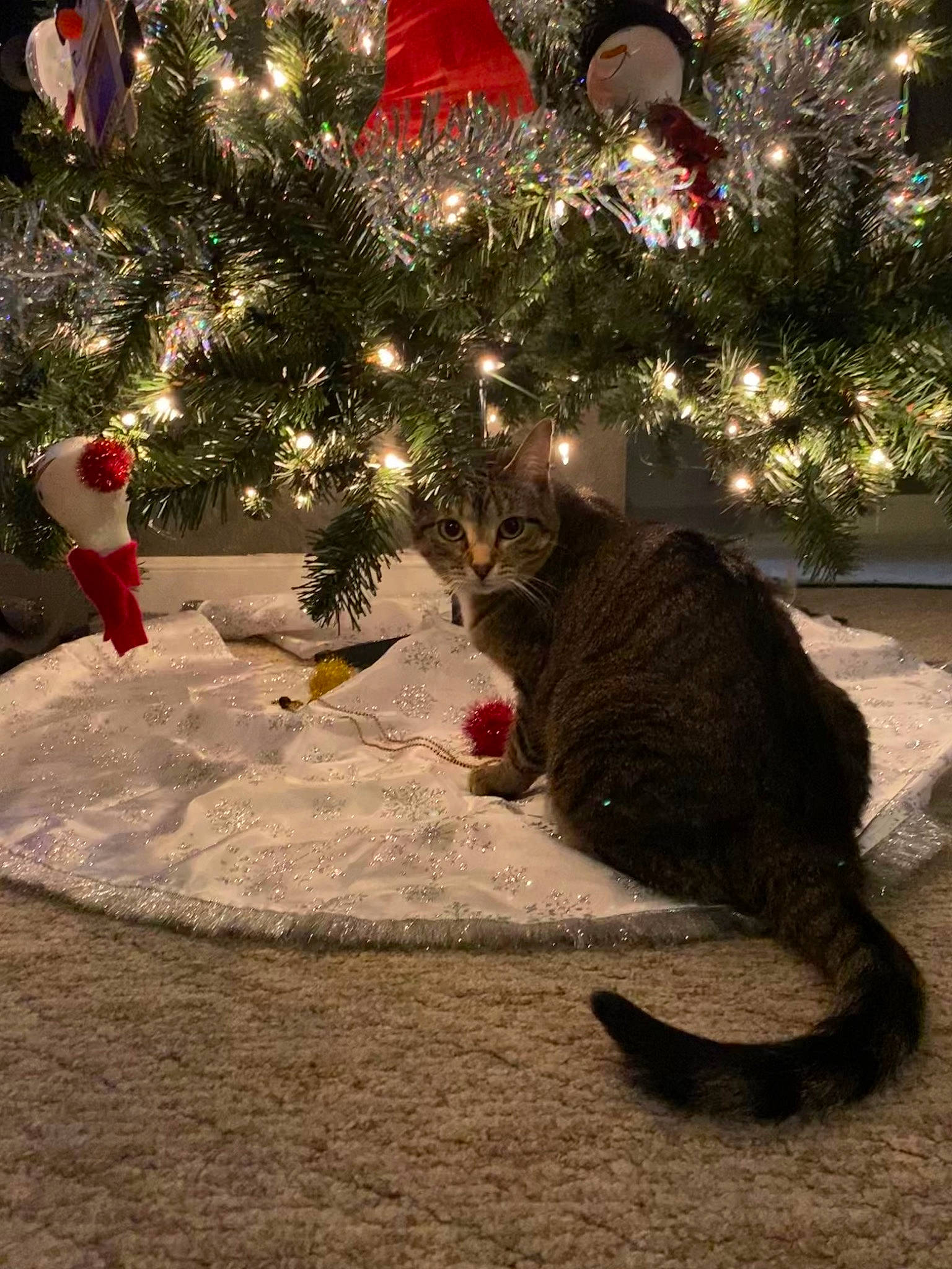 Kairi is registered to the contest to win money with this photo: carnivore, cat, christmas, christmas_decoration, christmas_ornament, christmas_tree, conifer, event, evergreen, felidae, holiday, holiday_ornament, light, ornament, plant, tail, tints_and_shades, tree, whiskers, winter