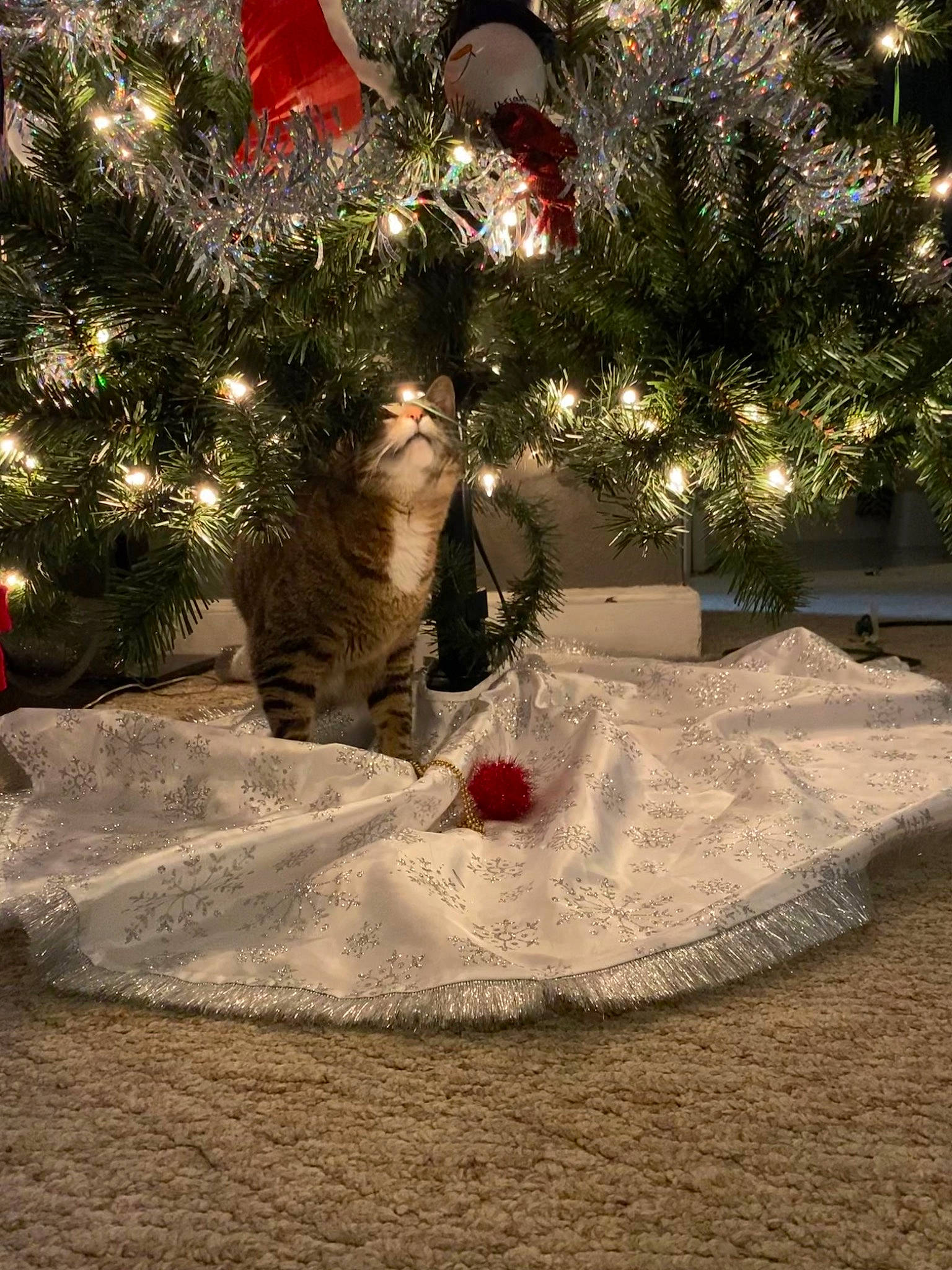Kairi is registered to the contest to win money with this photo: cat, christmas, christmas_decoration, christmas_eve, christmas_lights, christmas_ornament, christmas_tree, conifer, decoration, event, evergreen, grass, holiday, holiday_ornament, ornament, plant, tints_and_shades, tradition, twig, winter