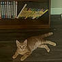 Chito joined the competition — help win amazing prizes! cat, orange_tabby, floor, bookshelf, books, shoes, wood_floor, animal, pet, indoor, furniture, relaxing, curious, lying_down, mammal, domestic_animal, home, quiet, resting, cute