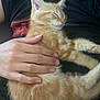 kitten, cat, orange_tabby, sleeping, hand, person, lap, fur, pet, domestic_cat, resting, cute, young_cat, feline, animal, cozy, relaxed, soft_light, close_up, indoor