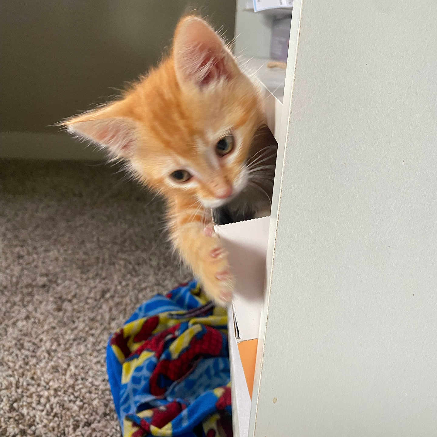 Chito joined the competition — help win amazing prizes! animal, blanket, carpet, cat, cozy, curious, cute, exploring, furniture, indoor, kitten, orange_cat, paw, pet, playful, small, soft_texture, spiderman, white_furniture, young_animal