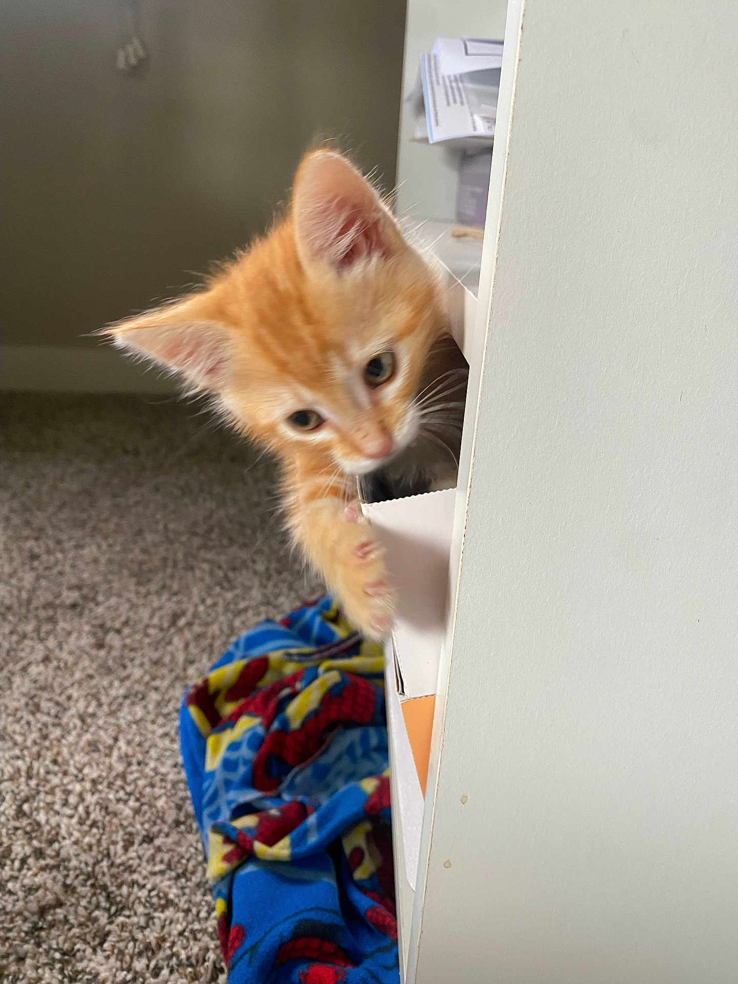 Chito joined the competition — help win amazing prizes! kitten, orange_cat, cat, paw, furniture, carpet, blanket, spiderman, indoor, curious, pet, cute, young_animal, animal, playful, white_furniture, soft_texture, cozy, exploring, small