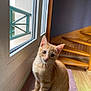 cat, kitten, ginger_cat, window, indoor, stairs, wooden_stairs, floor, curious, pet, animal, feline, young_cat, light, natural_light, sitting, whiskers, ears, fur, home