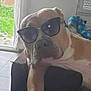 dog, sunglasses, indoor, couch, relaxed, brown_dog, pet, animal, clock, window, blanket, furniture, living_room, paw, canine, shade, resting, house, daylight, casual