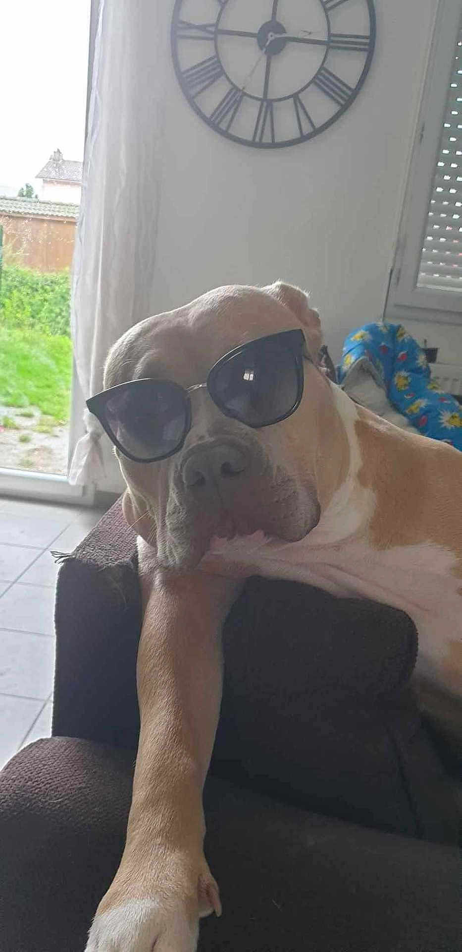 Taira participe au concours pour gagner de l'argent avec cette photo : dog, sunglasses, indoor, couch, relaxed, brown_dog, pet, animal, clock, window, blanket, furniture, living_room, paw, canine, shade, resting, house, daylight, casual
