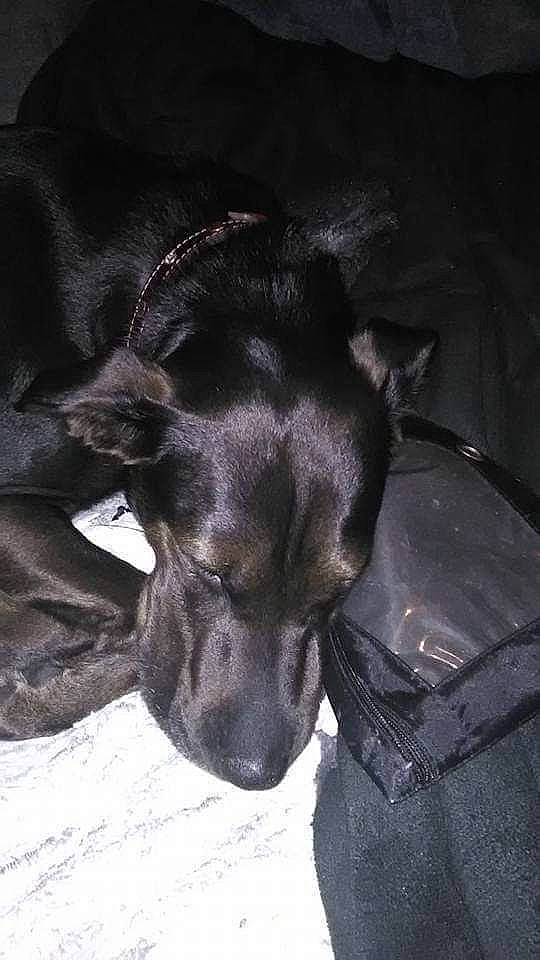 Mylo is registered to the contest to win money with this photo: bag, borador, carnivore, comfort, companion_dog, darkness, dog, dog_breed, ear, fur, guard_dog, gun_dog, liver, luggage_and_bags, snout, sporting_group, terrestrial_animal, tints_and_shades, whiskers, working_animal