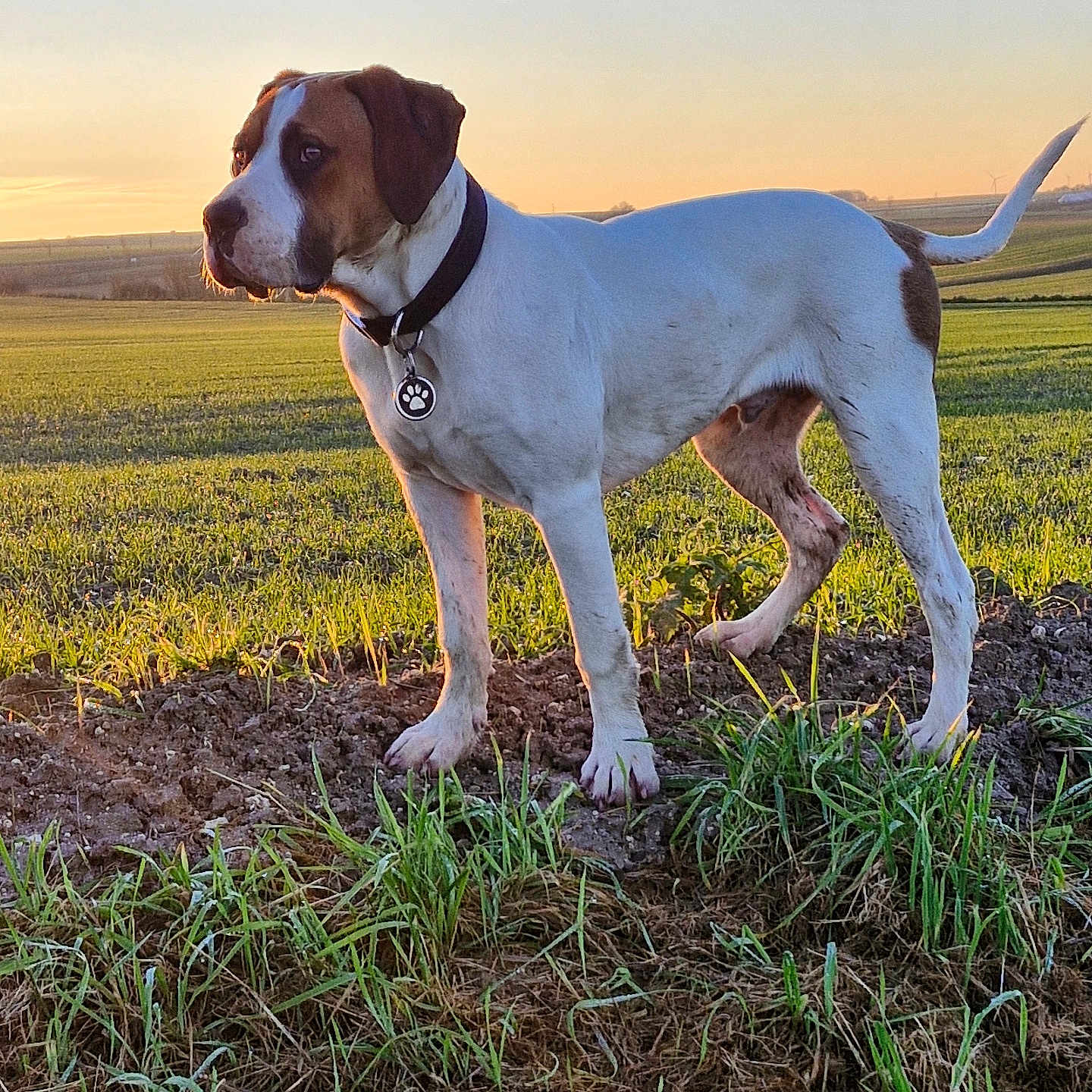 Vargo a rejoint le concours — aidez-le/la à gagner de superbes lots ! animal, boxer, bulldog, canine, dog, field, grass, grassland, horizon, hound, nature, outdoors, pet, pitbull, plant, pointer, puppy, sky, soil, whitedog
