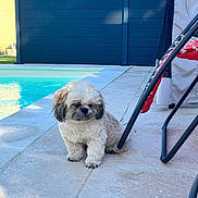 Beeper participe au concours pour gagner de l'argent avec cette photo : dog, shih_tzu, small_dog, fluffy, white_fur, brown_fur, outdoor, backyard, swimming_pool, poolside, patio, tiles, chair, sunlight, summer, sitting, pet, portrait, animal, leash_free