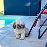 dog, shih_tzu, small_dog, fluffy, white_fur, brown_fur, outdoor, backyard, swimming_pool, poolside, patio, tiles, chair, sunlight, summer, sitting, pet, portrait, animal, leash_free