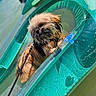 Beeper participe au concours pour gagner de l'argent avec cette photo : dog, small_dog, wet_dog, water, watercraft, boat, kayak, outdoor, swimming, splashing, leash, harness, fur, long_hair, brown_dog, turquoise, sunlight, human_hand, adventure, pet