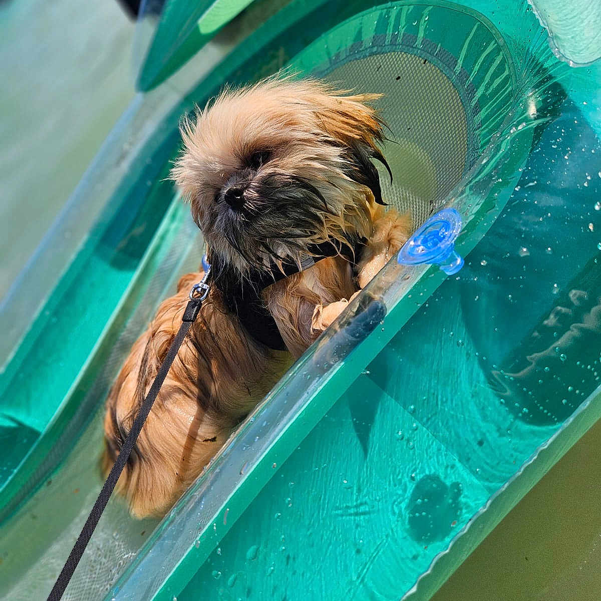 Beeper participe au concours pour gagner de l'argent avec cette photo : dog, small_dog, wet_dog, water, watercraft, boat, kayak, outdoor, swimming, splashing, leash, harness, fur, long_hair, brown_dog, turquoise, sunlight, human_hand, adventure, pet