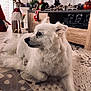 Frezia a rejoint le concours — aidez-le/la à gagner de superbes lots ! dog, white_dog, indoor, living_room, floor, patterned_tile, holiday_decor, figurines, curtains, natural_light, shadow, wooden_furniture, calm, pet, fluffy, decor, cozy, side_view, resting, curious