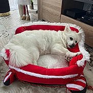 Frezia a rejoint le concours — aidez-le/la à gagner de superbes lots ! dog, pet_bed, white_fur, indoor, holiday_decor, christmas_theme, red_color, white_color, wooden_furniture, carpet, relaxed, fluffy, toy, living_room, decorations, sleigh_bed, cozy, resting, cute, soft