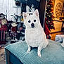 Frezia participe au concours pour gagner de l'argent avec cette photo : dog, white_dog, indoor, cushion, teal, furniture, festive_decor, christmas_tree, soft_lighting, blurred_background, floor, cozy, pet, small_dog, fur, ears, sitting, decorations, home, cute