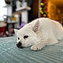 dog, white_dog, pet, lying_down, indoor, blanket, cozy, fur, closeup, resting, cute, animal, domestic_animal, home, blurred_background, soft_light, calm, relaxed, portrait, muzzle
