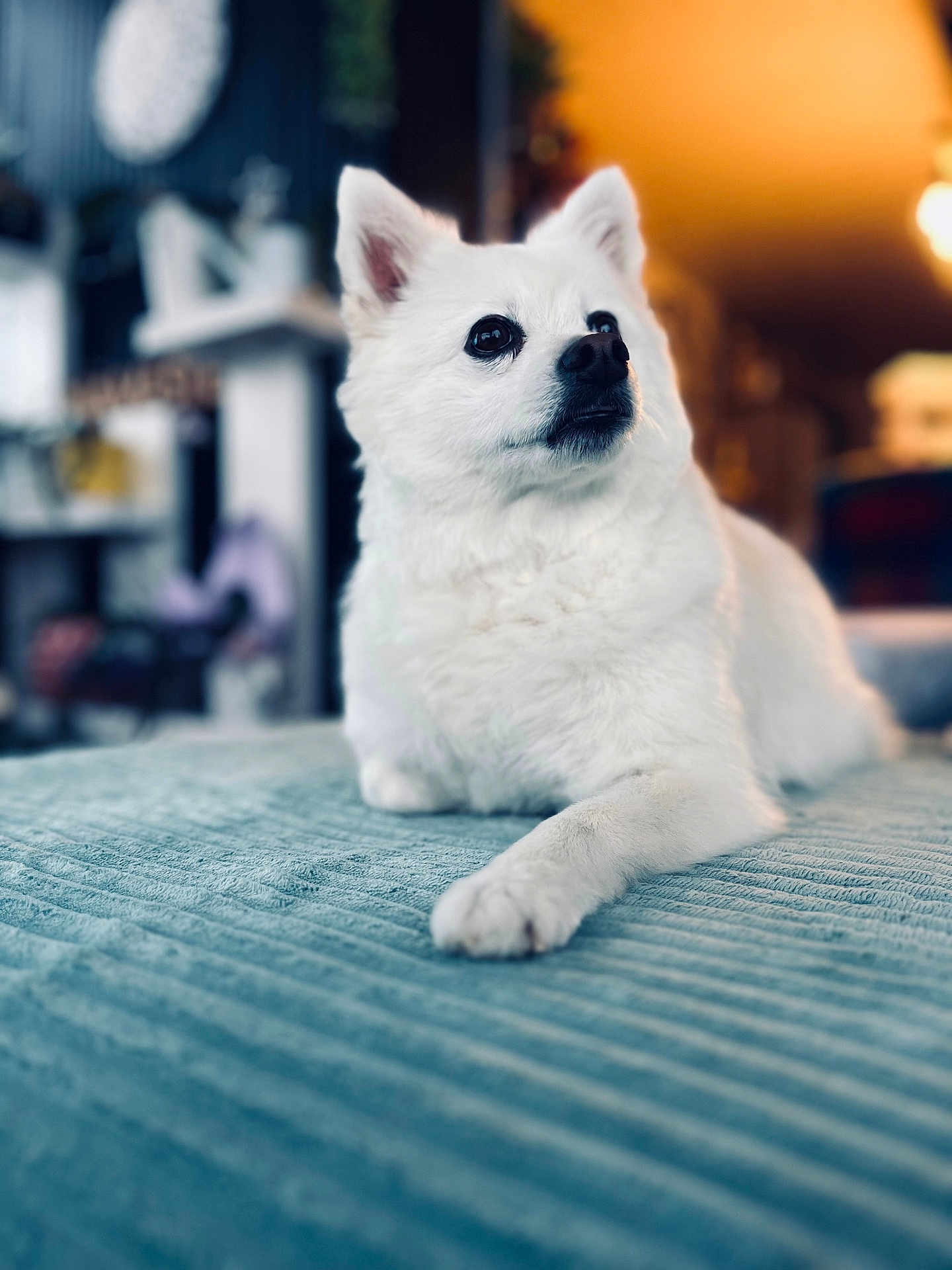 Frezia a rejoint le concours — aidez-le/la à gagner de superbes lots ! dog, white_dog, fluffy, pet, indoor, bed, blue_bedspread, animal, canine, relaxed, portrait, fur, paw, looking_away, cozy, warm_lighting, home, domestic_animal, cute, companion