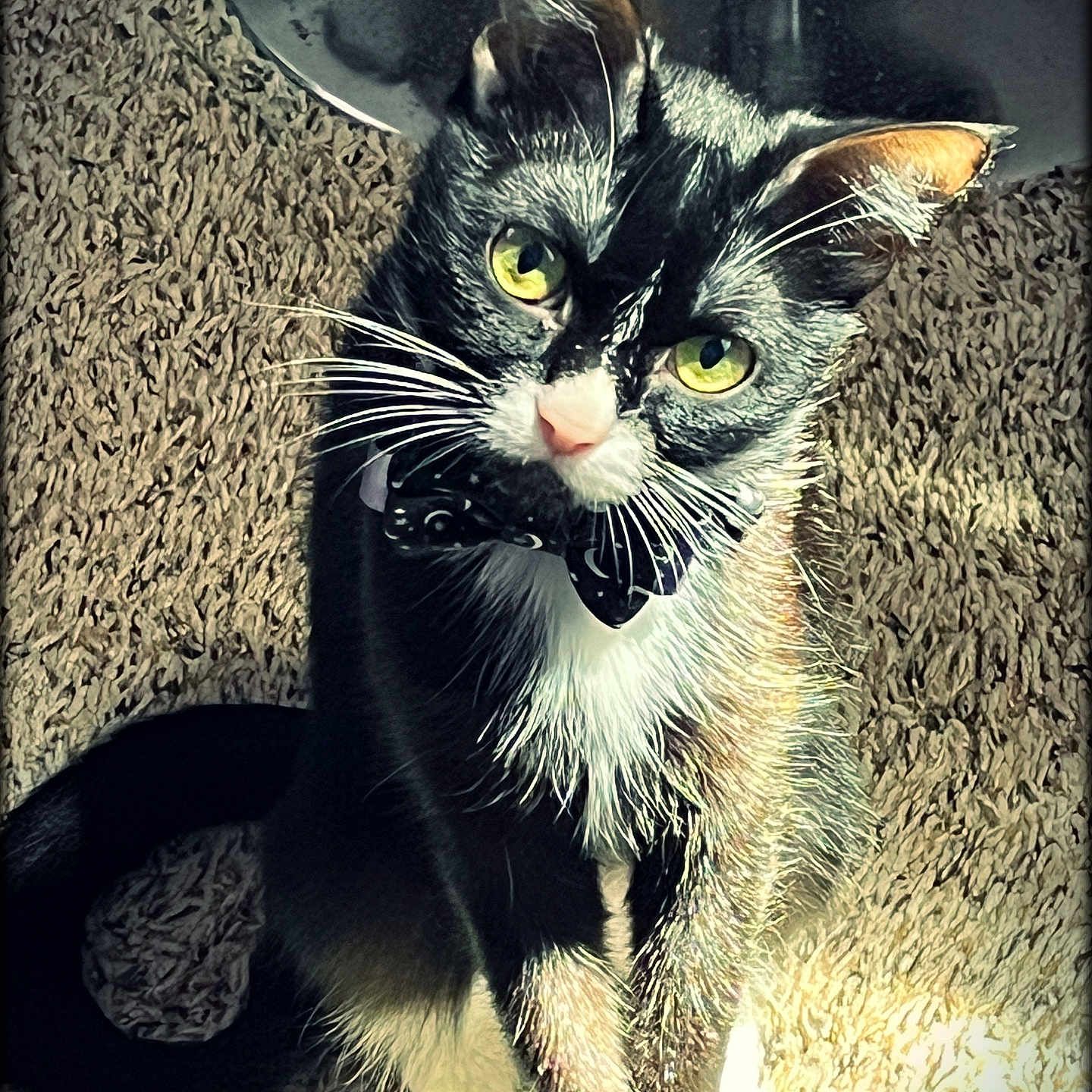 Munchii joined the competition — help win amazing prizes! abyssinian, alloywheel, animal, blackcat, brasssection, car, carwheel, cat, chair, horn, kitten, machine, manx, musicalinstrument, pet, spoke, tire, transportation, vehicle, wheel