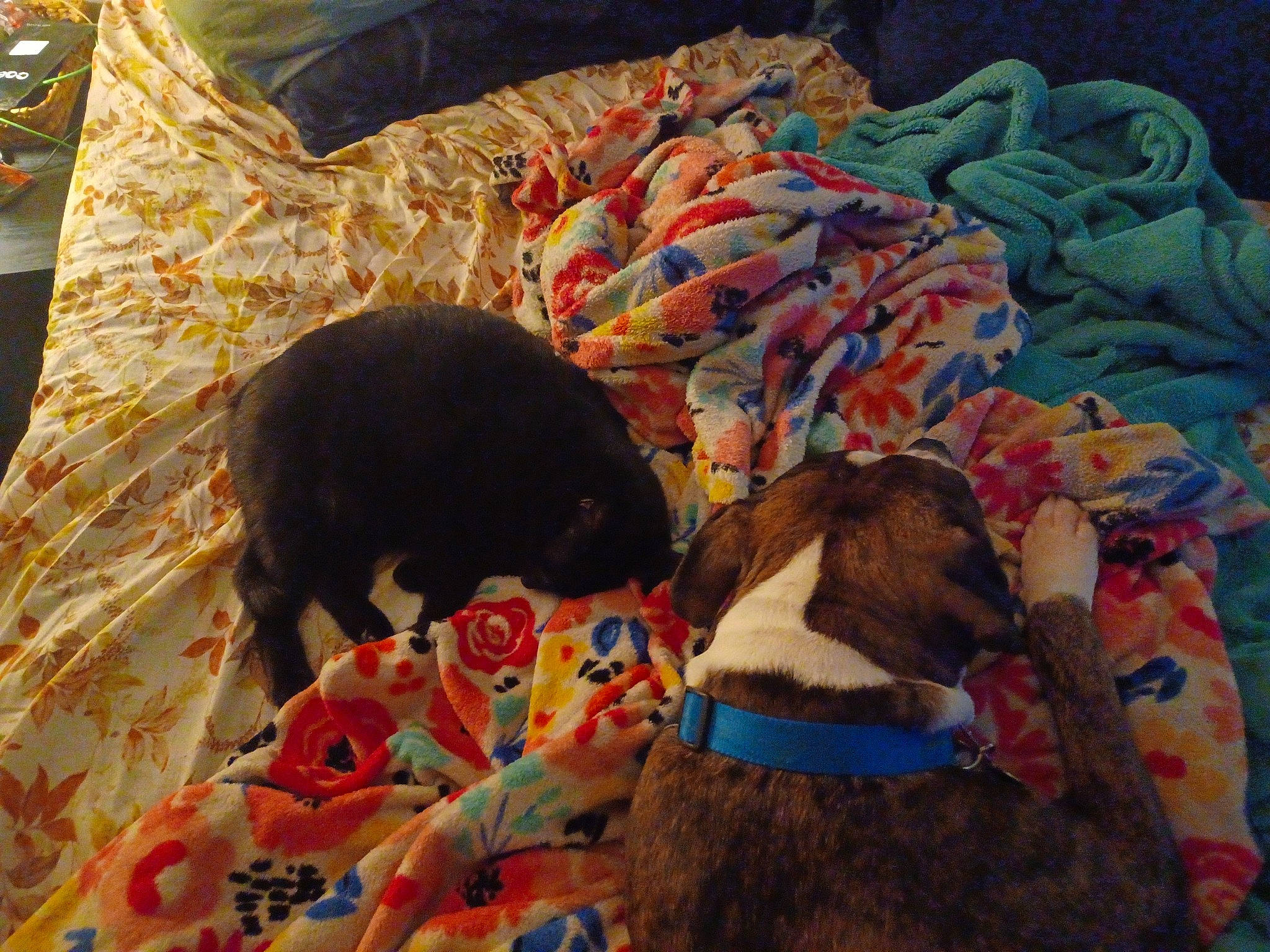 Min-night joined the competition — help win amazing prizes! brown, canidae, carnivore, comfort, companion_dog, dog, dog_breed, fawn, fur, linens, nap, pet_supply, rug, snout, sporting_group, tail, textile, vertebrate, visual_arts, working_animal