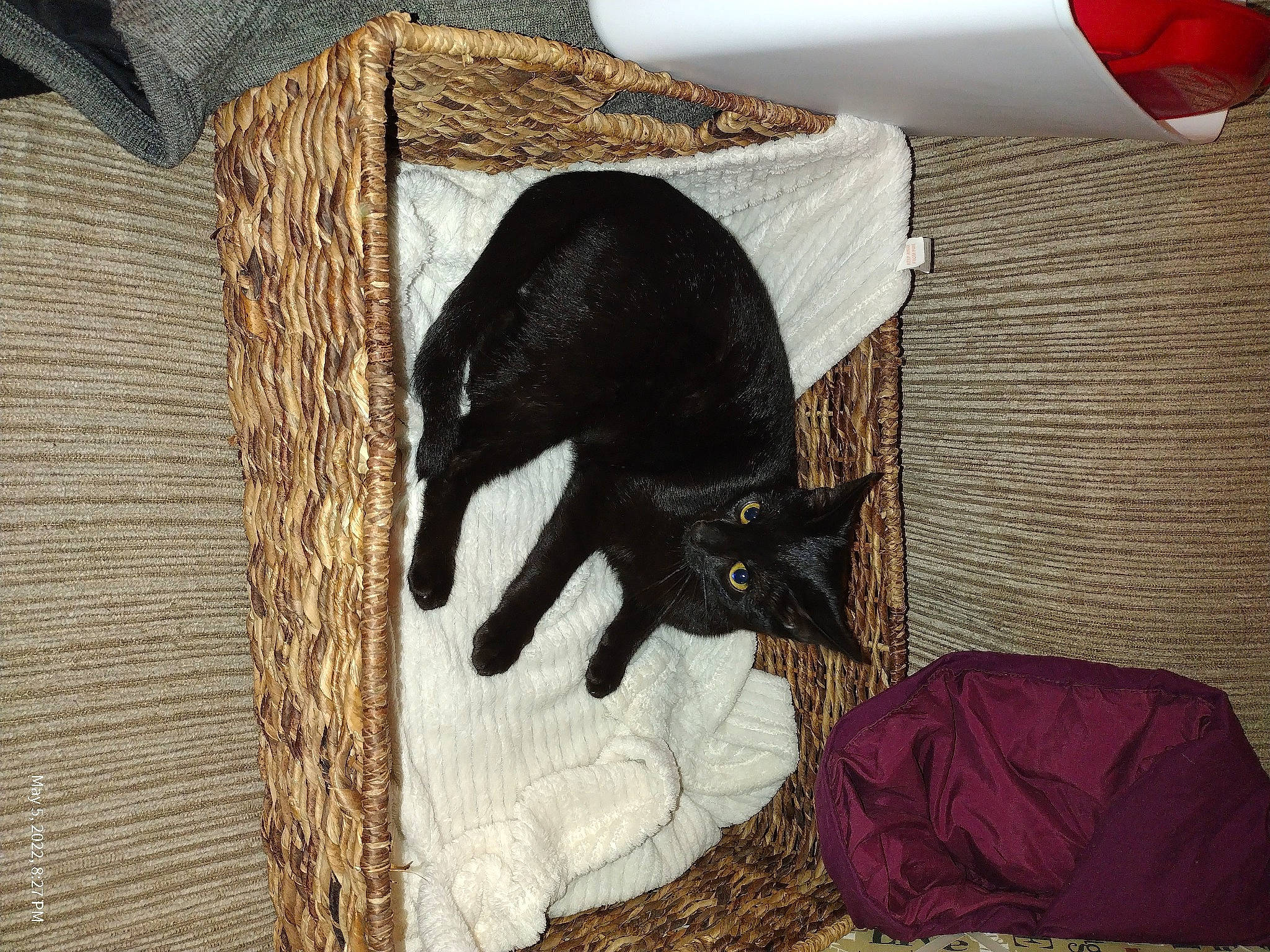 Min-night joined the competition — help win amazing prizes! balloon, bombay, brown, canidae, carnivore, cat, comfort, dog_breed, domestic_short_haired_cat, felidae, flooring, fur, grey, linens, small_to_medium_sized_cats, snout, sporting_group, tail, whiskers, wood