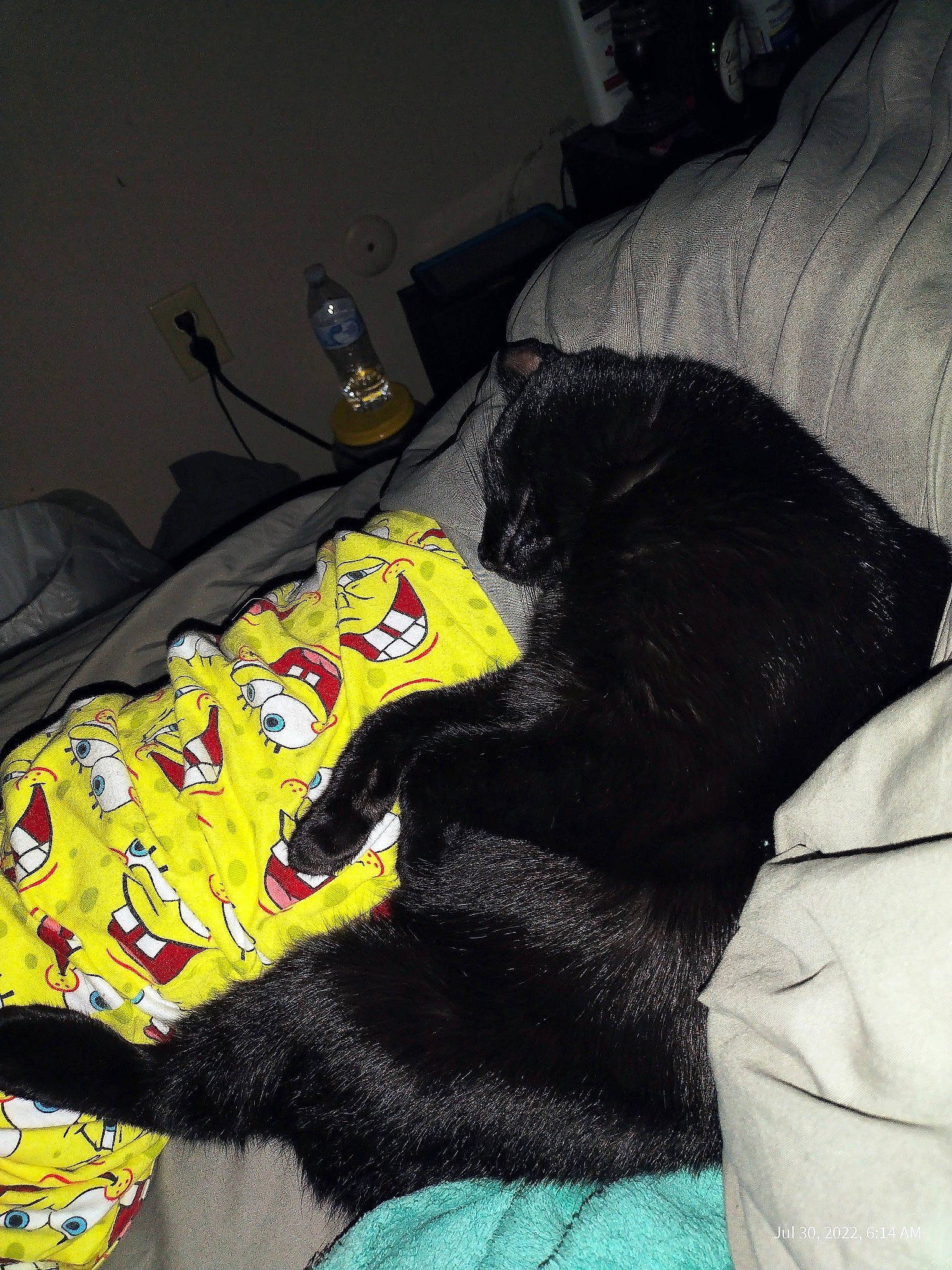 Min-night is registered to the contest to win money with this photo: art, athletic_shoe, bed, carmine, carnivore, comfort, companion_dog, couch, dog_breed, felidae, fur, grey, human_leg, linens, outdoor_shoe, room, small_to_medium_sized_cats, tail, walking_shoe, whiskers