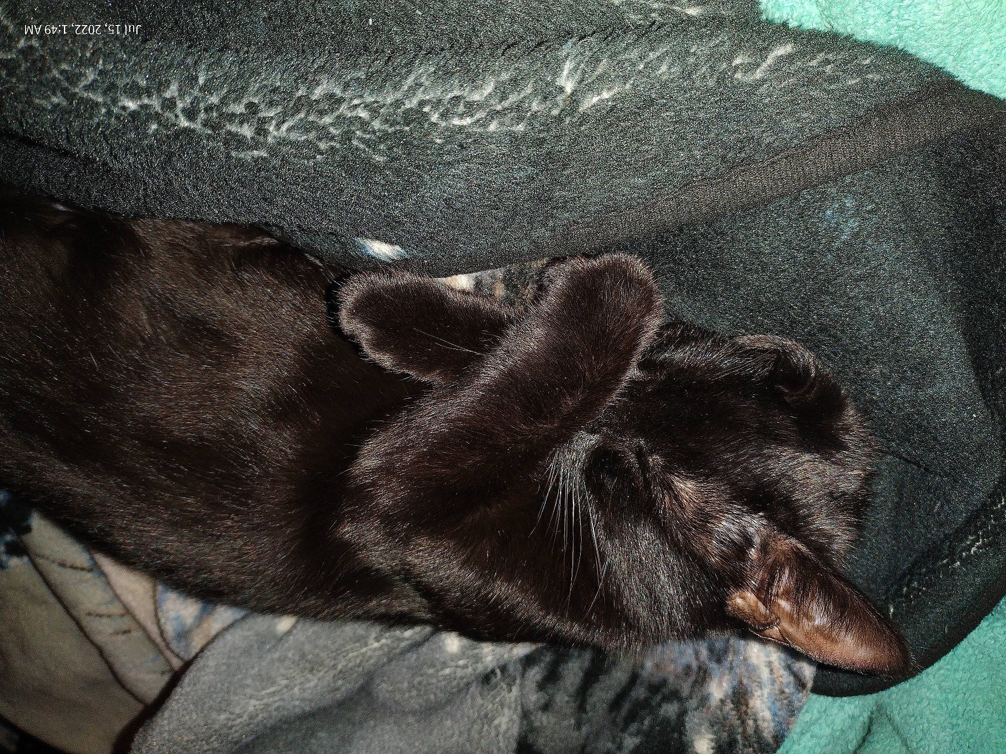 Min-night joined the competition — help win amazing prizes! carnivore, claw, comfort, dog, dog_breed, electric_blue, fur, gesture, grey, human_leg, liver, pattern, paw, sleeve, snout, sporting_group, tail, wool, working_animal, wrinkle