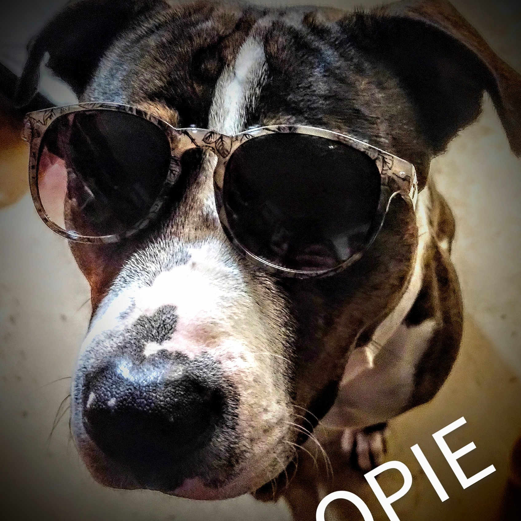 Opie joined the competition — help win amazing prizes! carnivore, collar, companion_dog, dog, dog_breed, dog_collar, ear, eyewear, fawn, fur, glasses, goggles, liver, personal_protective_equipment, snout, sporting_group, sunglasses, vision_care, whiskers, working_animal