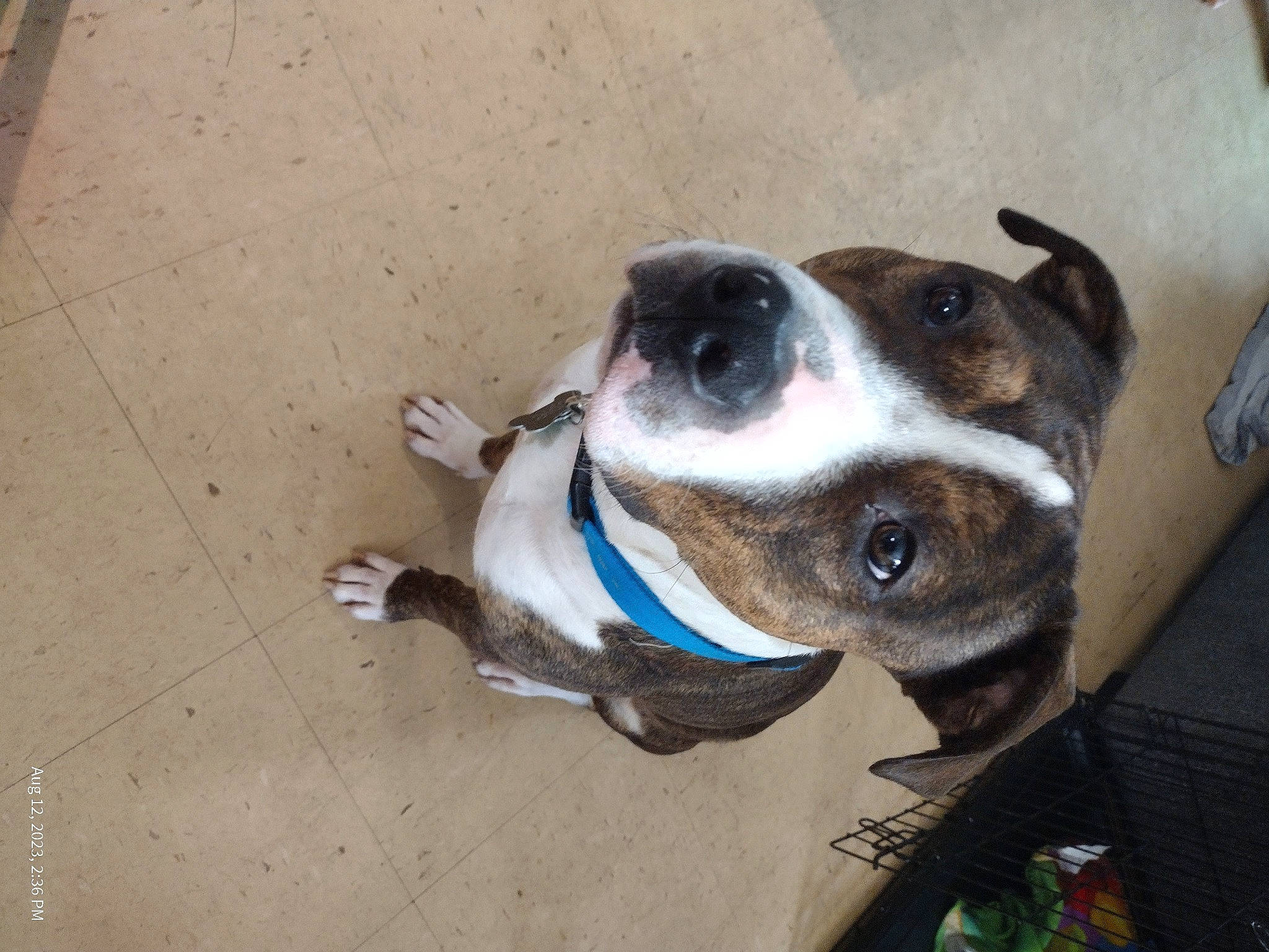 Opie is registered to the contest to win money with this photo: carnivore, collar, companion_dog, dog, dog_breed, dog_collar, dog_supply, non_sporting_group, pet_supply, snout, whiskers, working_animal