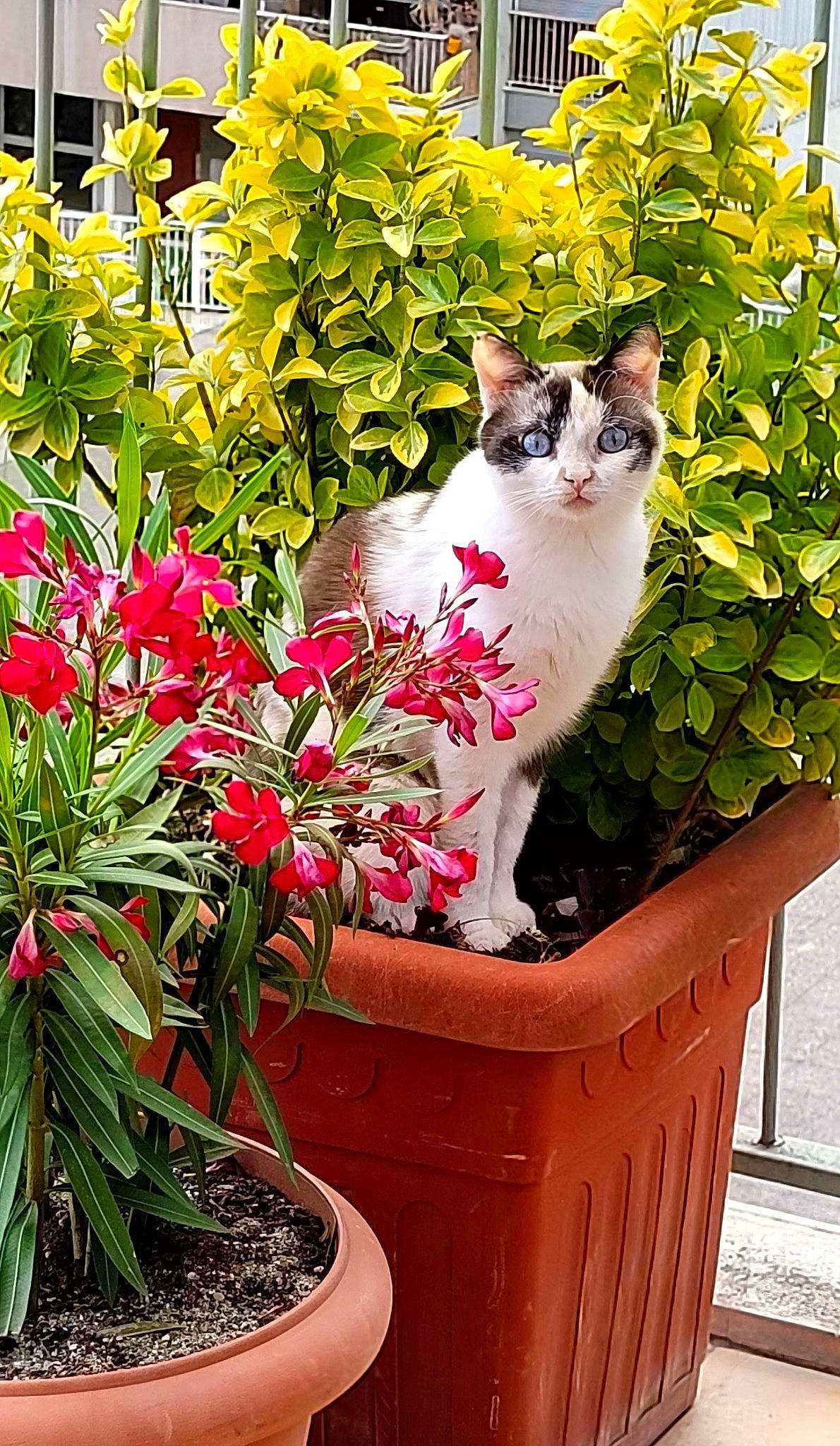 Nyna a rejoint le concours — aidez-le/la à gagner de superbes lots ! art, botany, carnivore, cat, felidae, flower, flowerpot, grass, green, groundcover, herbaceous_plant, houseplant, leaf, petal, pink, plant, shrub, small_to_medium_sized_cats, terrestrial_plant, whiskers