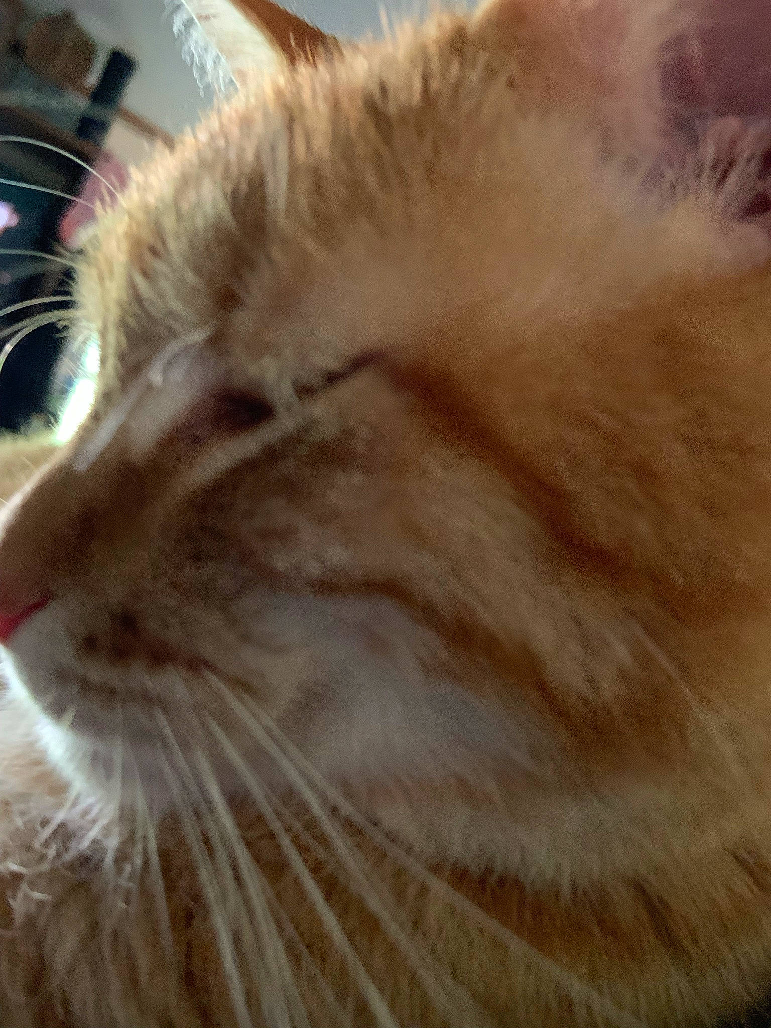 Gardfiald is registered to the contest to win money with this photo: balinese, carnivore, cat, claw, domestic_short_haired_cat, felidae, fur, paw, siberian, small_to_medium_sized_cats, snout, tail, whiskers, wood