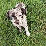 Apy a rejoint le concours — aidez-le/la à gagner de superbes lots ! puppy, dog, grass, outdoor, animal, pet, cute, young, speckled, blue_eyes, fur, nature, small, curious, mammal, canine, playful, adorable, walking, background
