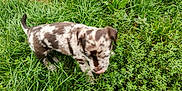 Apy a rejoint le concours — aidez-le/la à gagner de superbes lots ! puppy, dog, grass, outdoor, nature, greenery, young_dog, animal, pet, playful, spotted, fur, canine, small_dog, tongue_out, walking, leafy, summer, daylight, cute