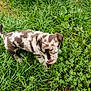 puppy, dog, grass, outdoor, nature, greenery, young_dog, animal, pet, playful, spotted, fur, canine, small_dog, tongue_out, walking, leafy, summer, daylight, cute