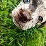 puppy, dog, close_up, blue_eyes, nose, whiskers, fur, grass, outdoor, pet, animal, cute, young_dog, nature, snout, curious, portrait, muzzle, soft_focus, greenery