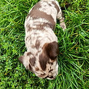 Apy a rejoint le concours — aidez-le/la à gagner de superbes lots ! puppy, dog, grass, outdoor, animal, pet, nature, greenery, young, canine, sniffing, blurred, spotted, fur, playful, cute, small, mammal, field, exploration