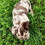 puppy, dog, grass, outdoor, animal, pet, nature, greenery, young, canine, sniffing, blurred, spotted, fur, playful, cute, small, mammal, field, exploration