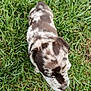 Apy a rejoint le concours — aidez-le/la à gagner de superbes lots ! puppy, dog, grass, outdoor, animal, pet, nature, young, spotted, fur, canine, cute, walking, green, small, adorable, playful, summer, field, mammal
