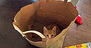 Rome is registered to the contest to win money with this photo: cat, kitten, brown_paper_bag, wooden_floor, meow_mix_box, cat_food, table, newspaper, paint_jars, orange_tabby, pet, indoor, curious, animal, flooring, cardboard_box, container, paper_bag, domestic_animal, playful