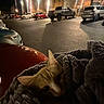 cat, night, parking_lot, streetlights, blanket, car, urban, dark, animal, pet, cozy, outdoor, vehicle, light, building, curious, wrapped, texture, quiet, evening