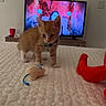 kitten, cat, toy_mouse, bedspread, quilted, television, colorful, orange_tabby, collar, bell, furniture, cup, indoor, pet, small, curious, plush_toy, wooden_dresser, animal, playful